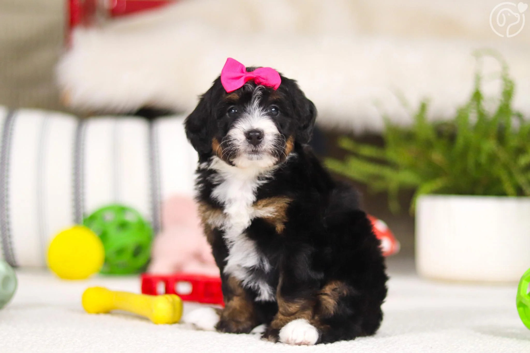 Miniature Bernedoodle photo 3