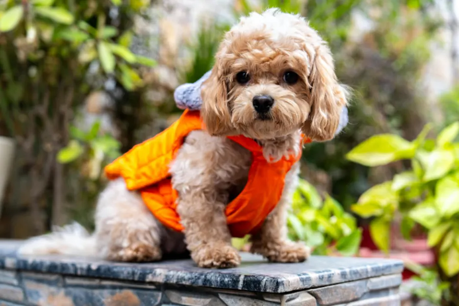 What is a Cavapoo? A Complete Guide to This Cute Breed