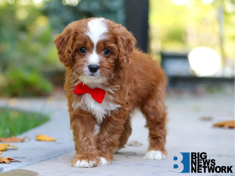 The 5 Best Cavapoo Puppy Breeders for Calm, Travel-Ready Dogs