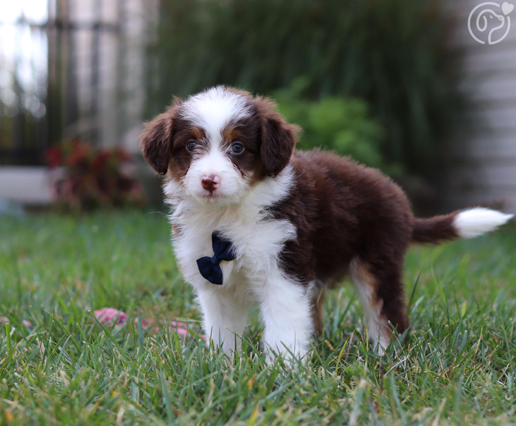 Aussiedoodle puppy