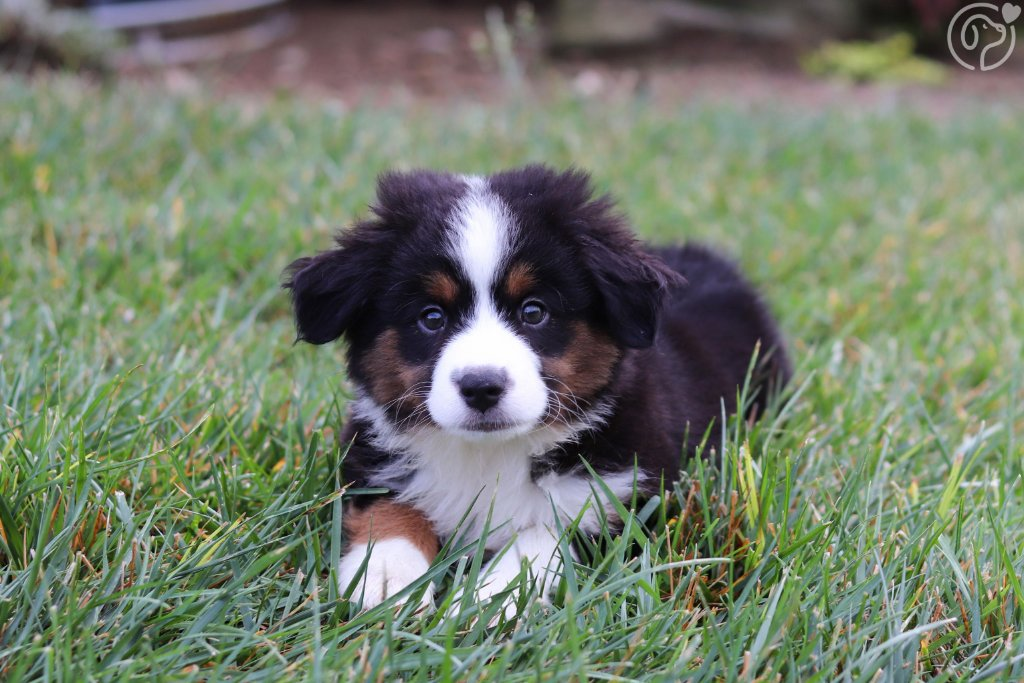 Australian Shepherd puppy