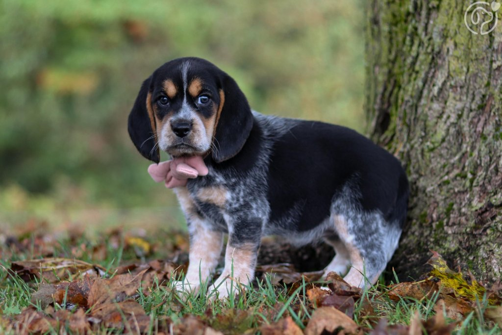 Beagle puppy