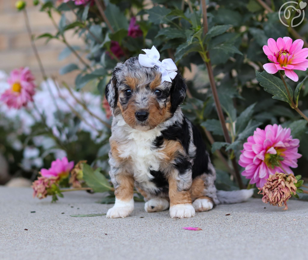 Bernedoodle puppy