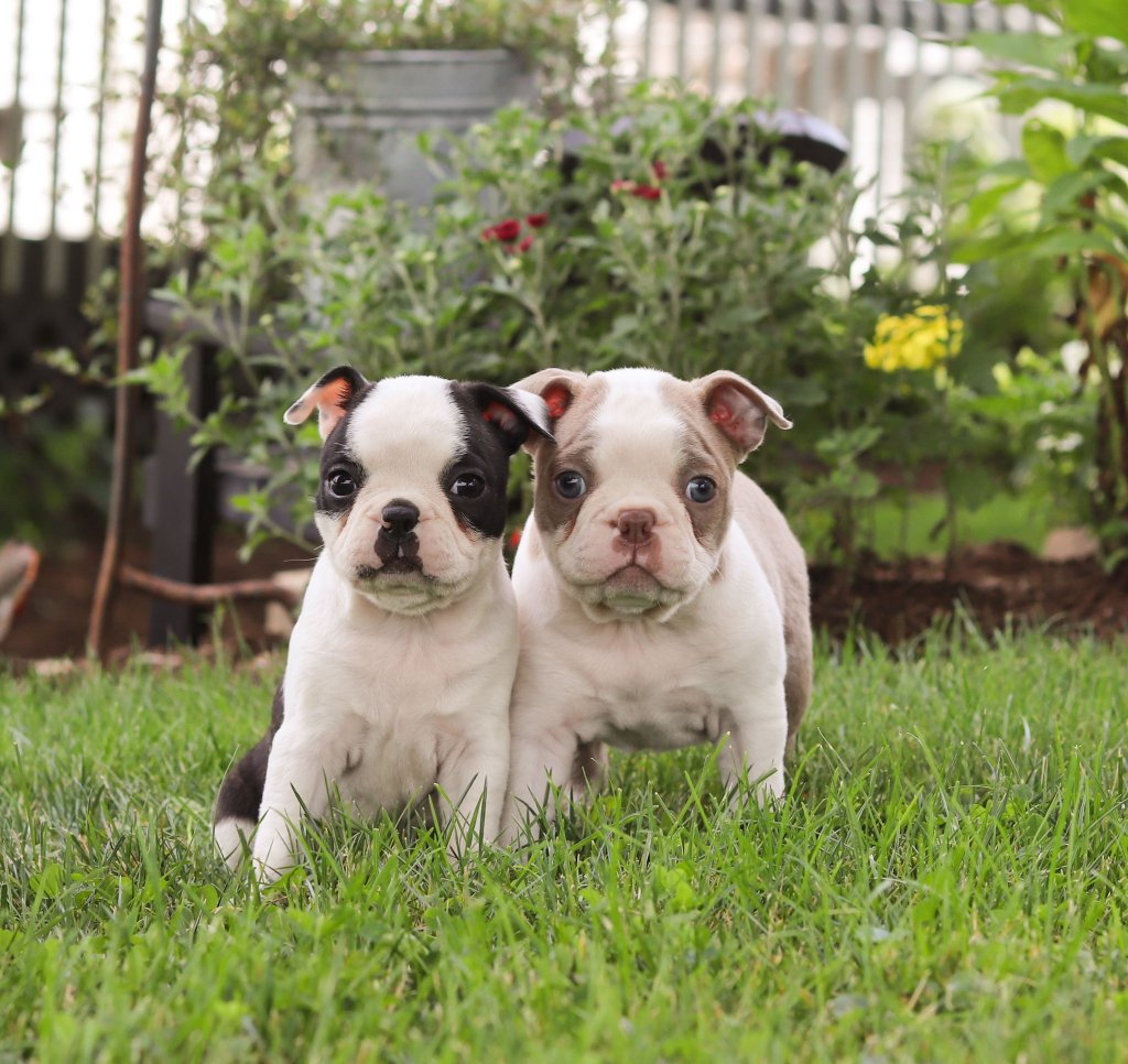 Boston Terrier puppy