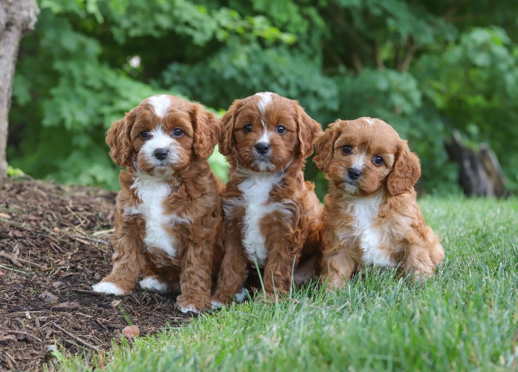 Cavapoo puppy