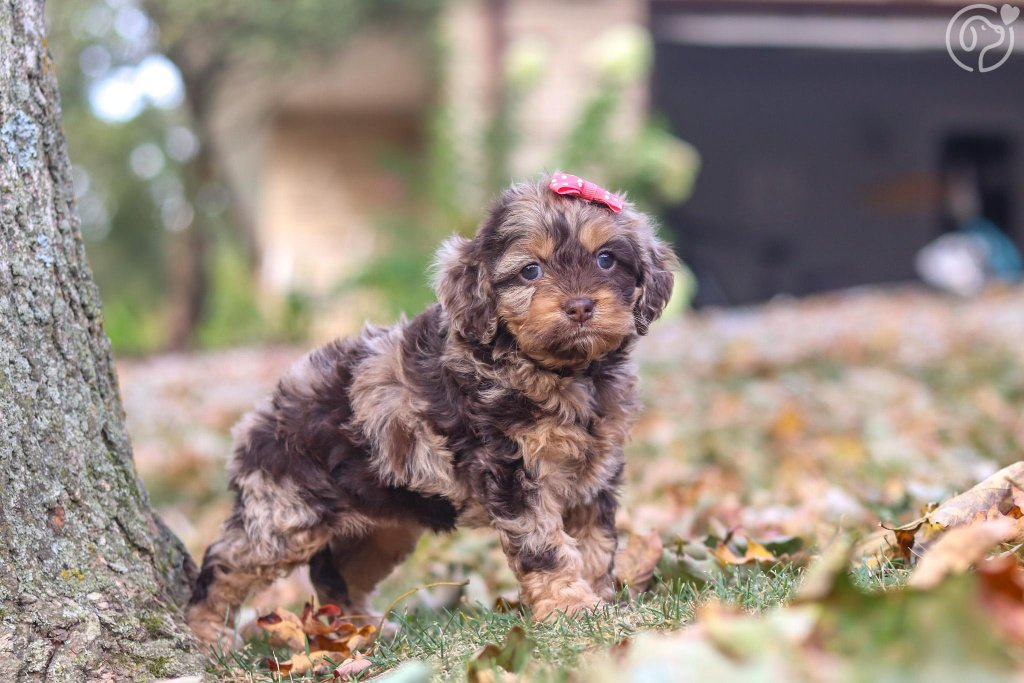 Cockapoo puppy