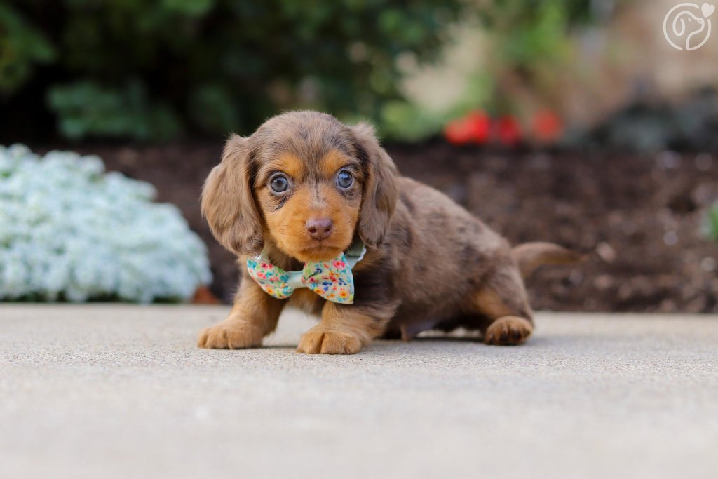 Dachshund puppy