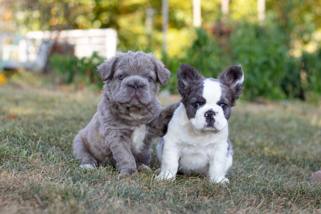 French Bulldog puppy