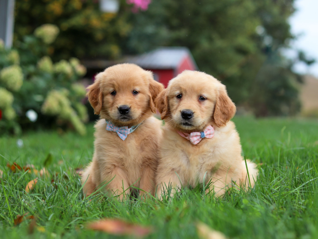 Golden Retriever puppy