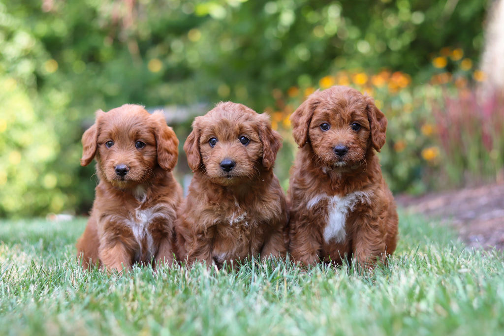 Goldendoodle puppy