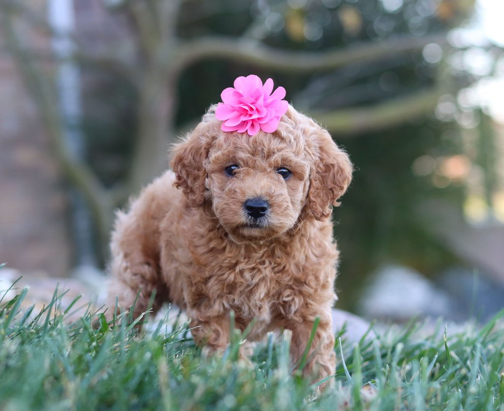 Labradoodle puppy