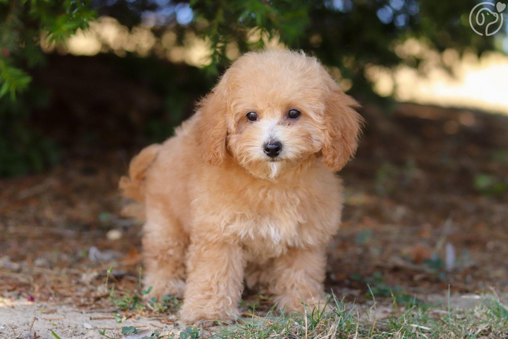 Maltipoo puppy