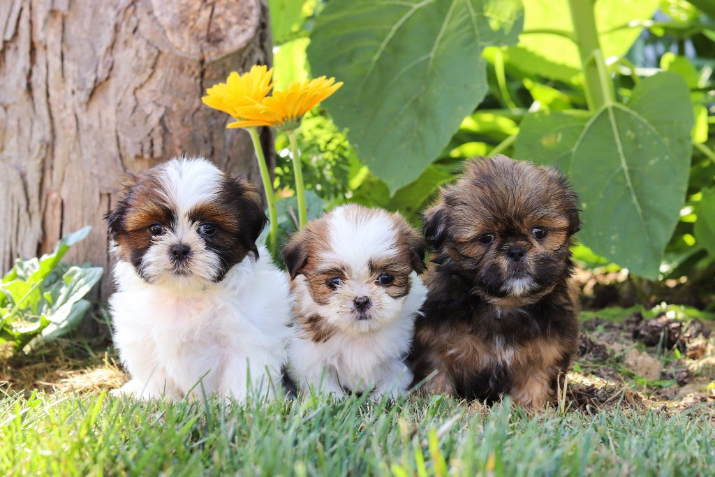 Shih Tzu puppy