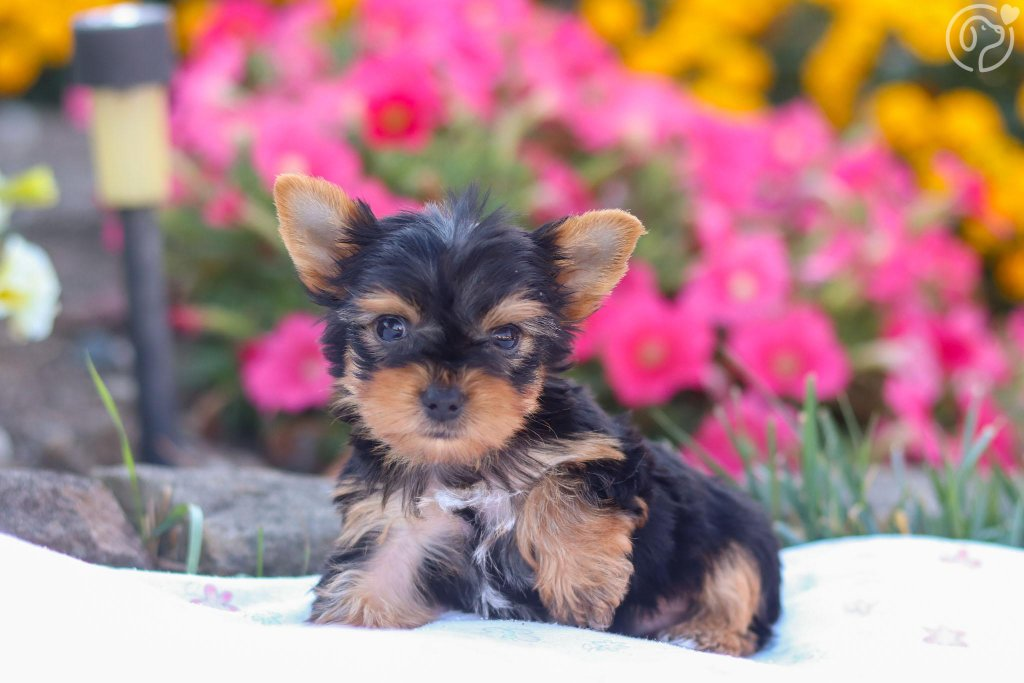Yorkshire Terrier puppy