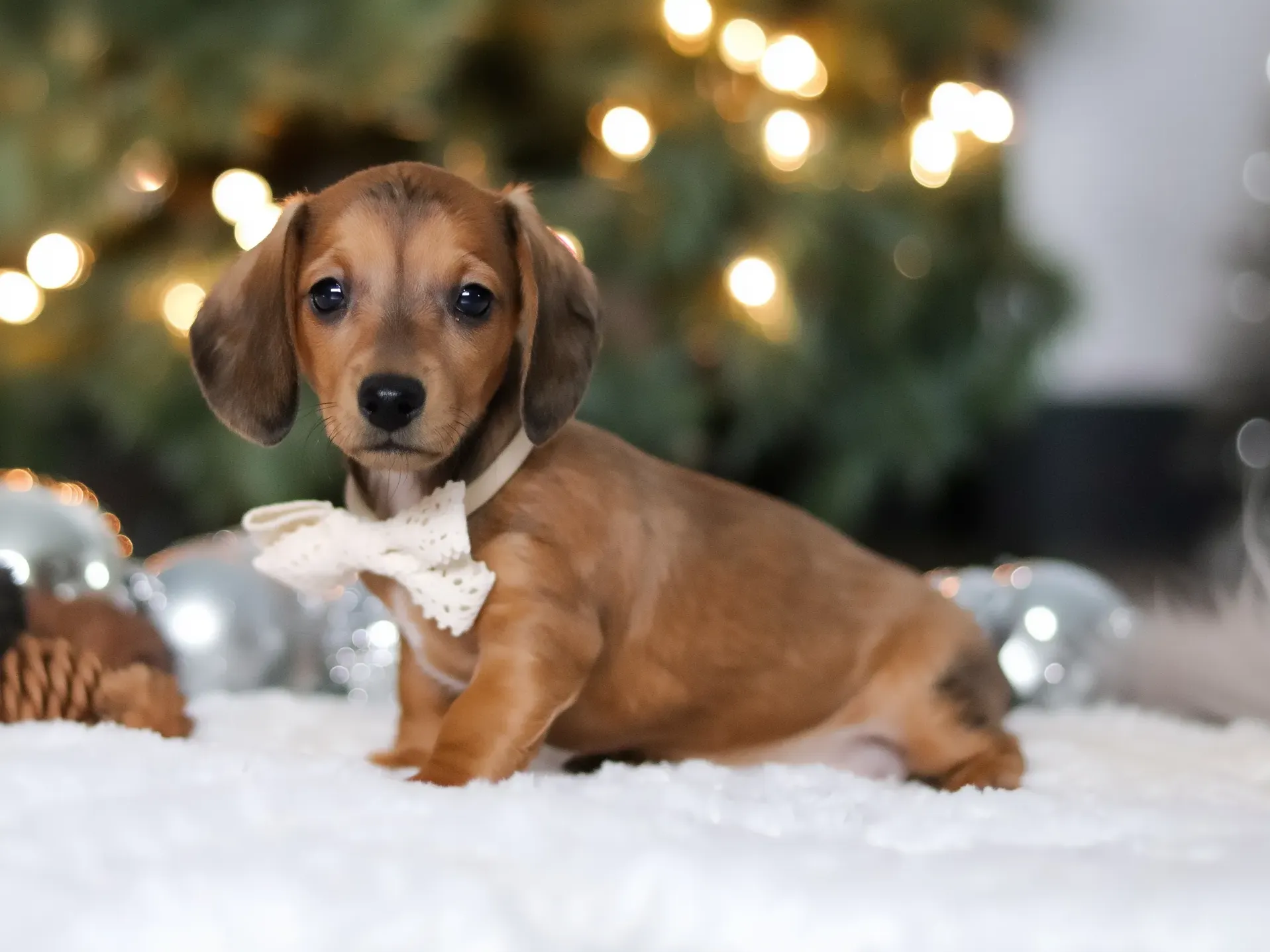 Meet Chessie