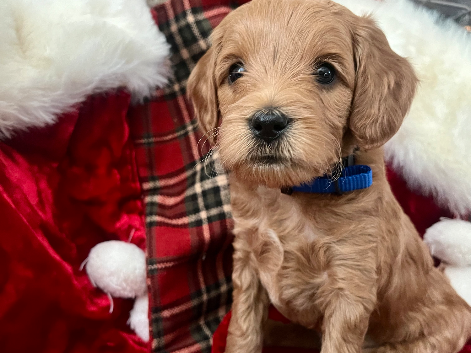 Meet Chet