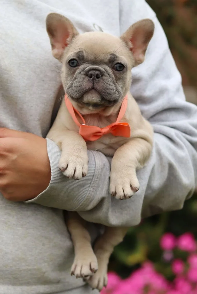 Adorable French Bulldog puppy with orange bow tie being held