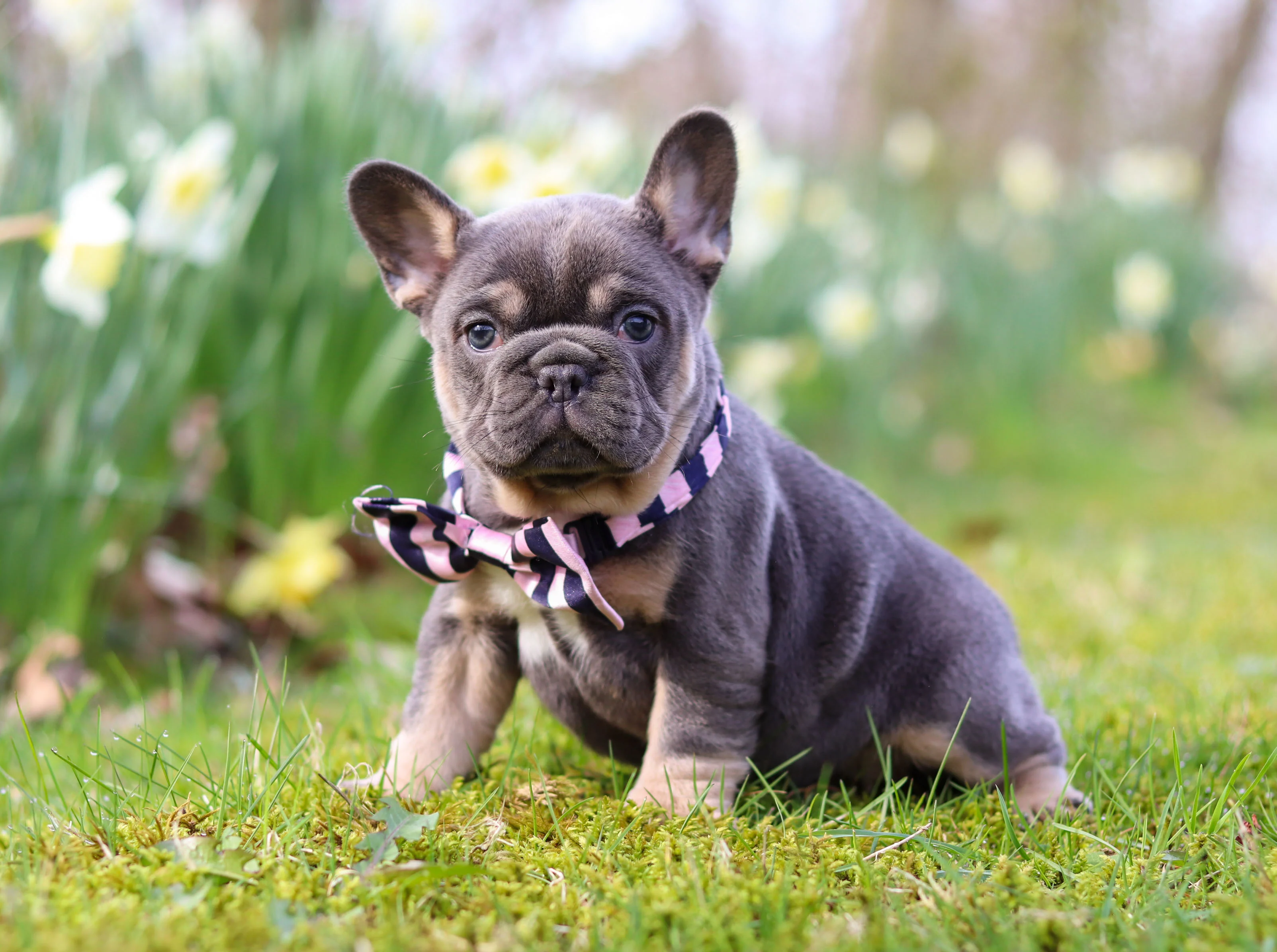 French Bulldog