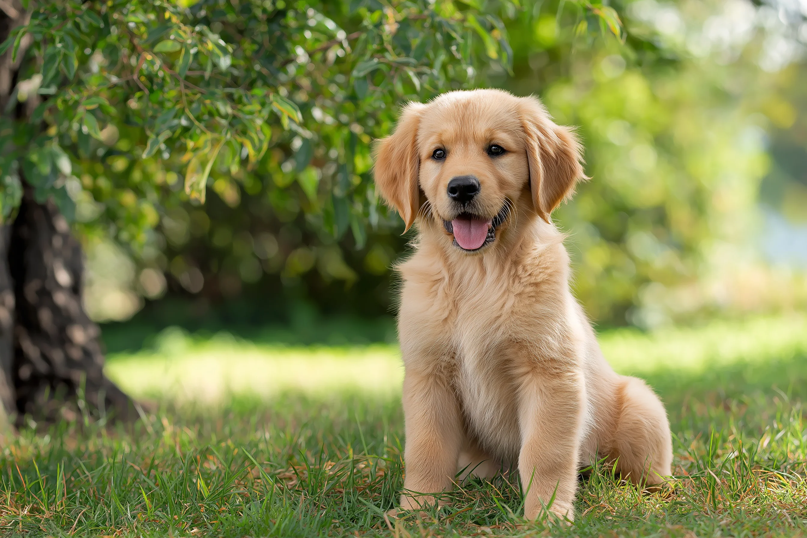 Golden Retriever photo 3