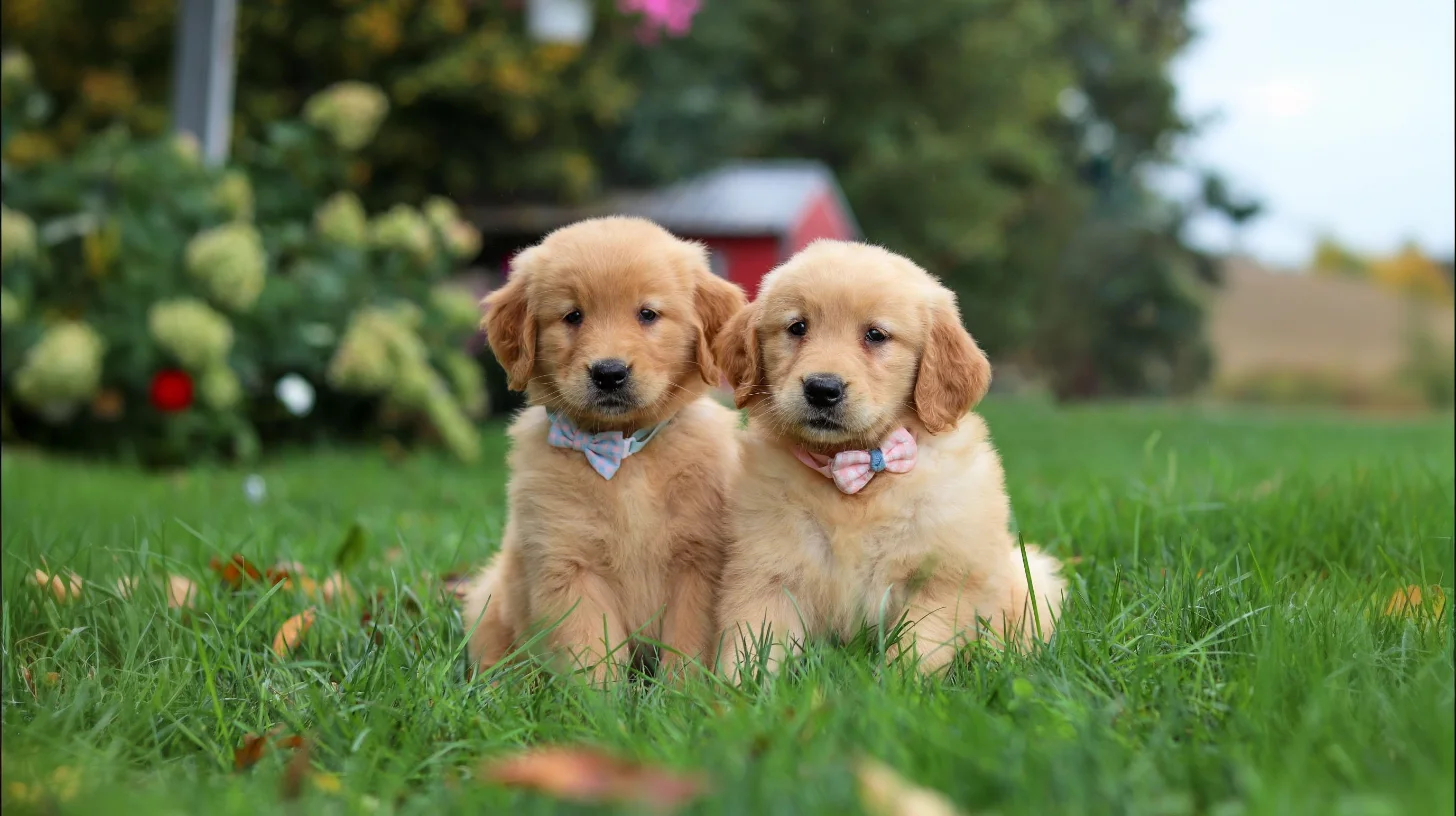 Golden Retriever breed photo