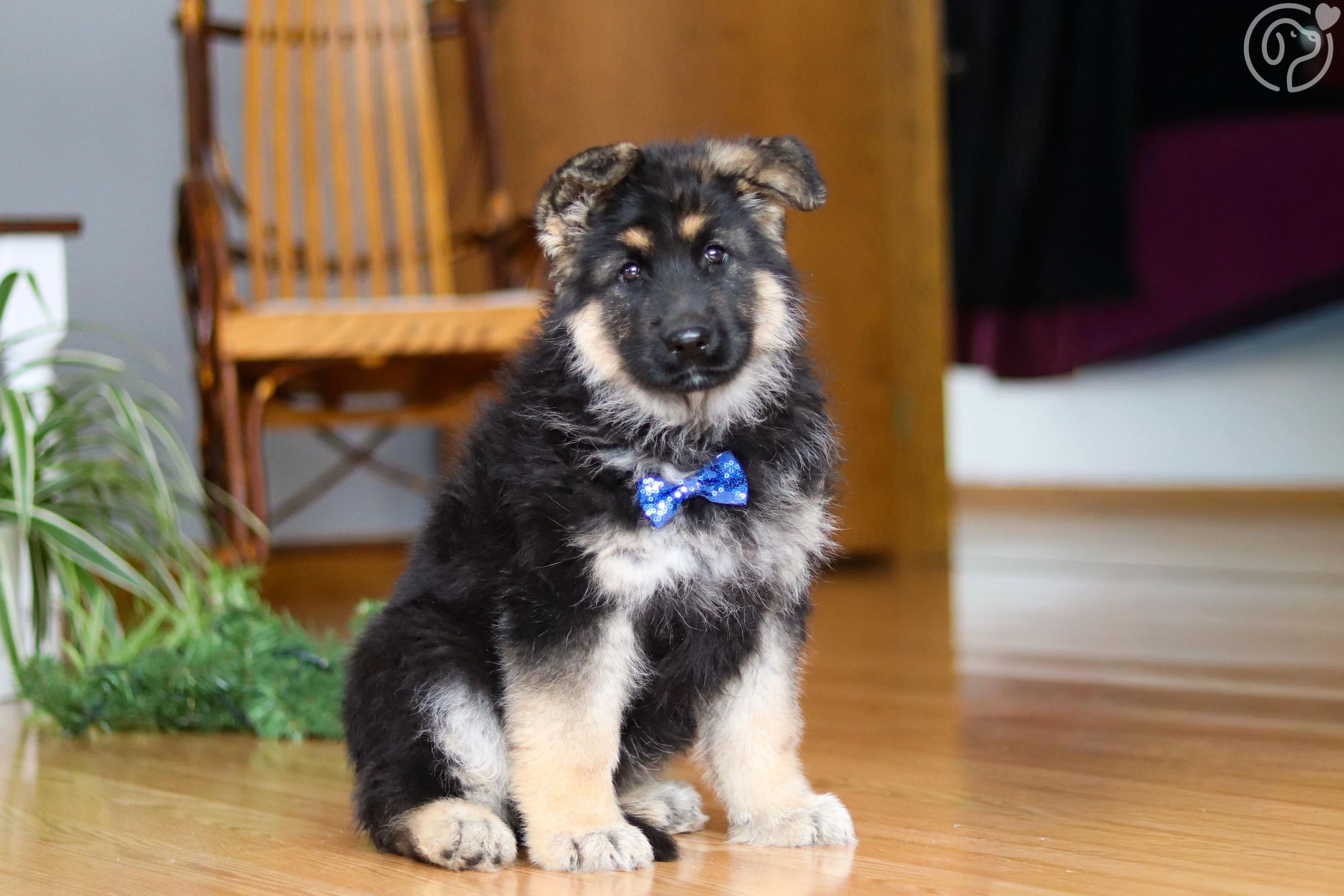 German Shepherd photo 1