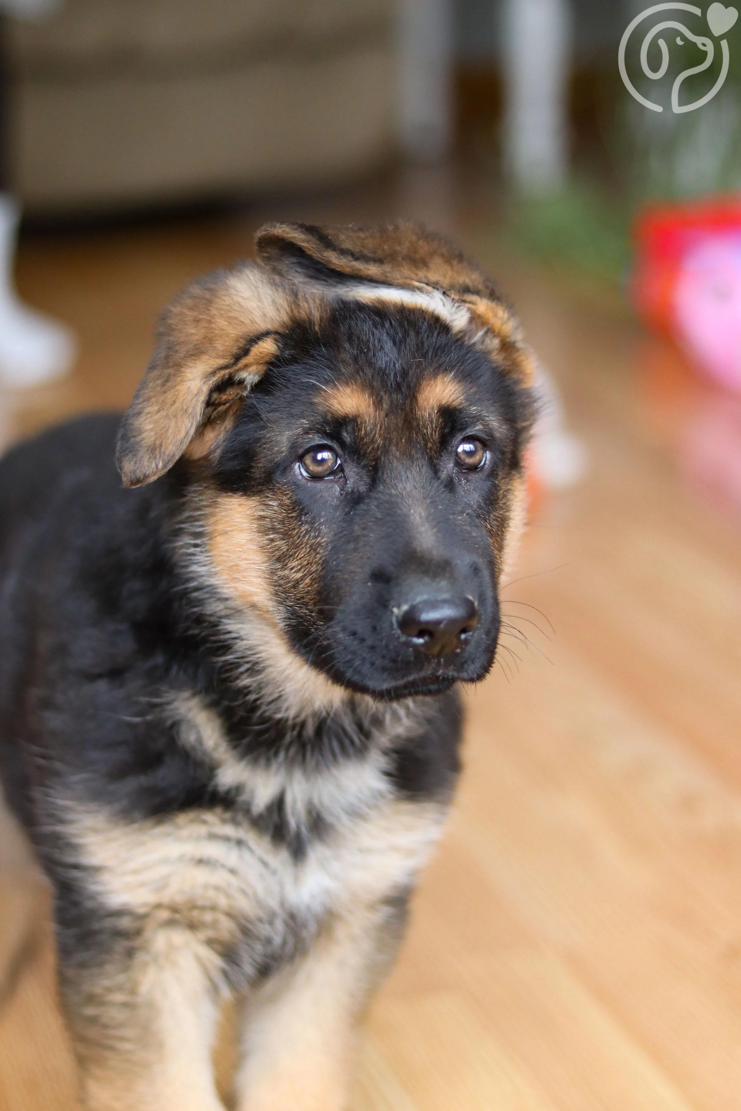 German Shepherd photo 2