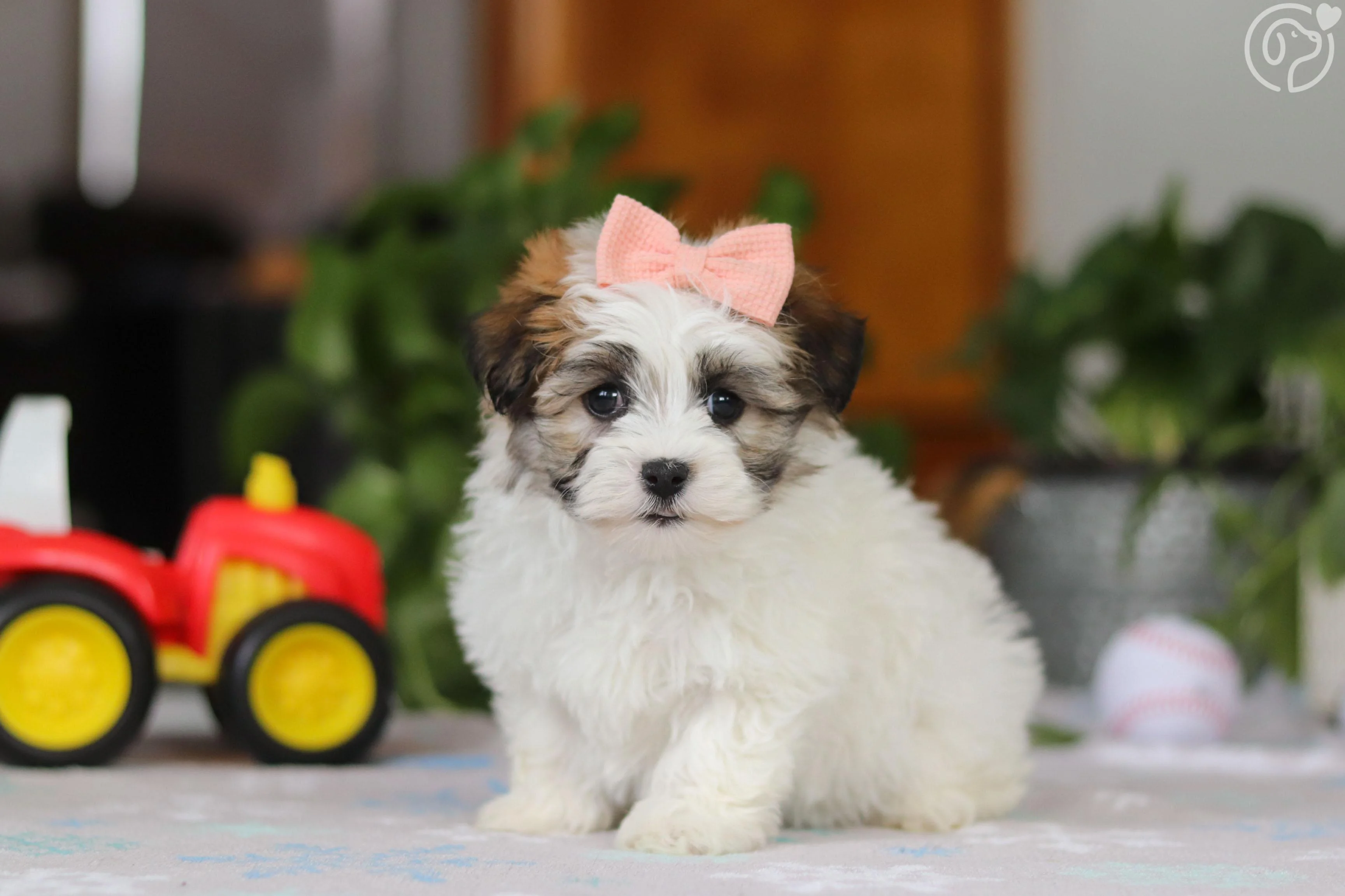 Havanese photo 1