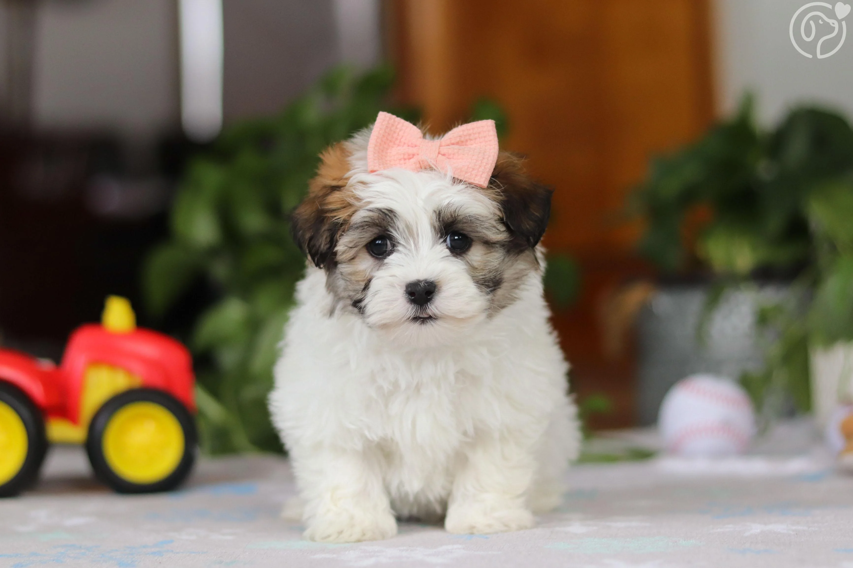 Havanese photo 2