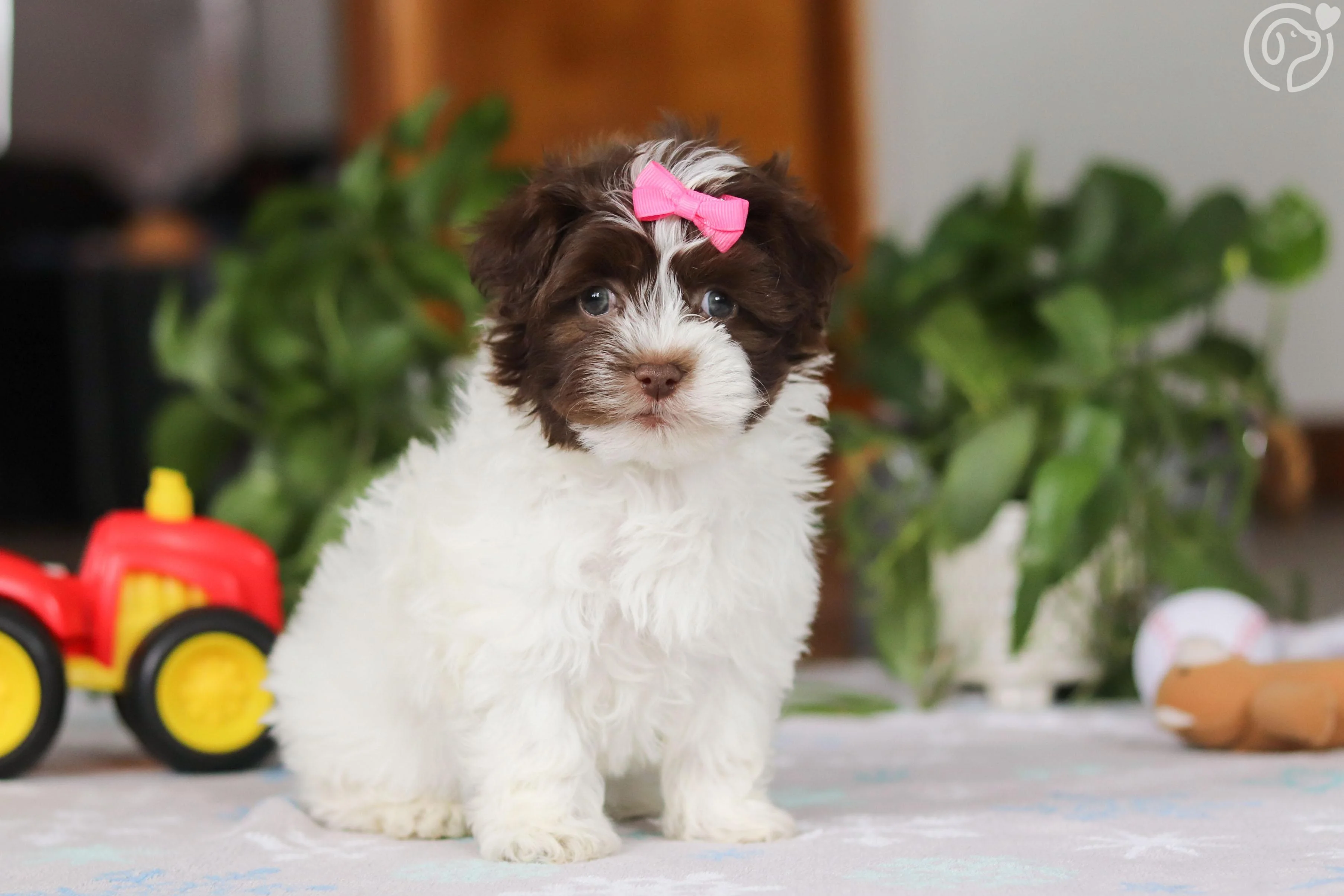 Havanese photo 3