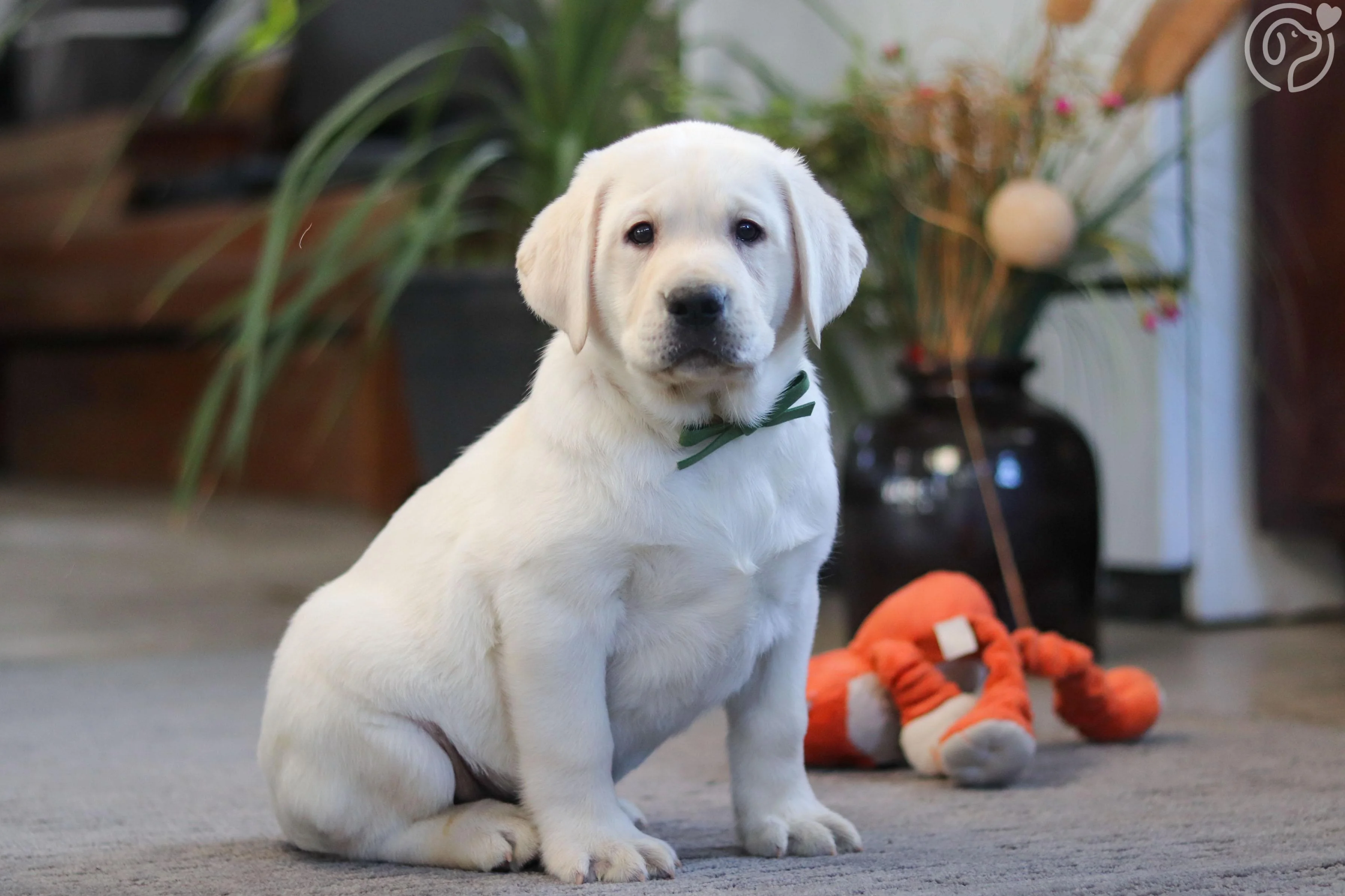 Labrador Retriever photo 1