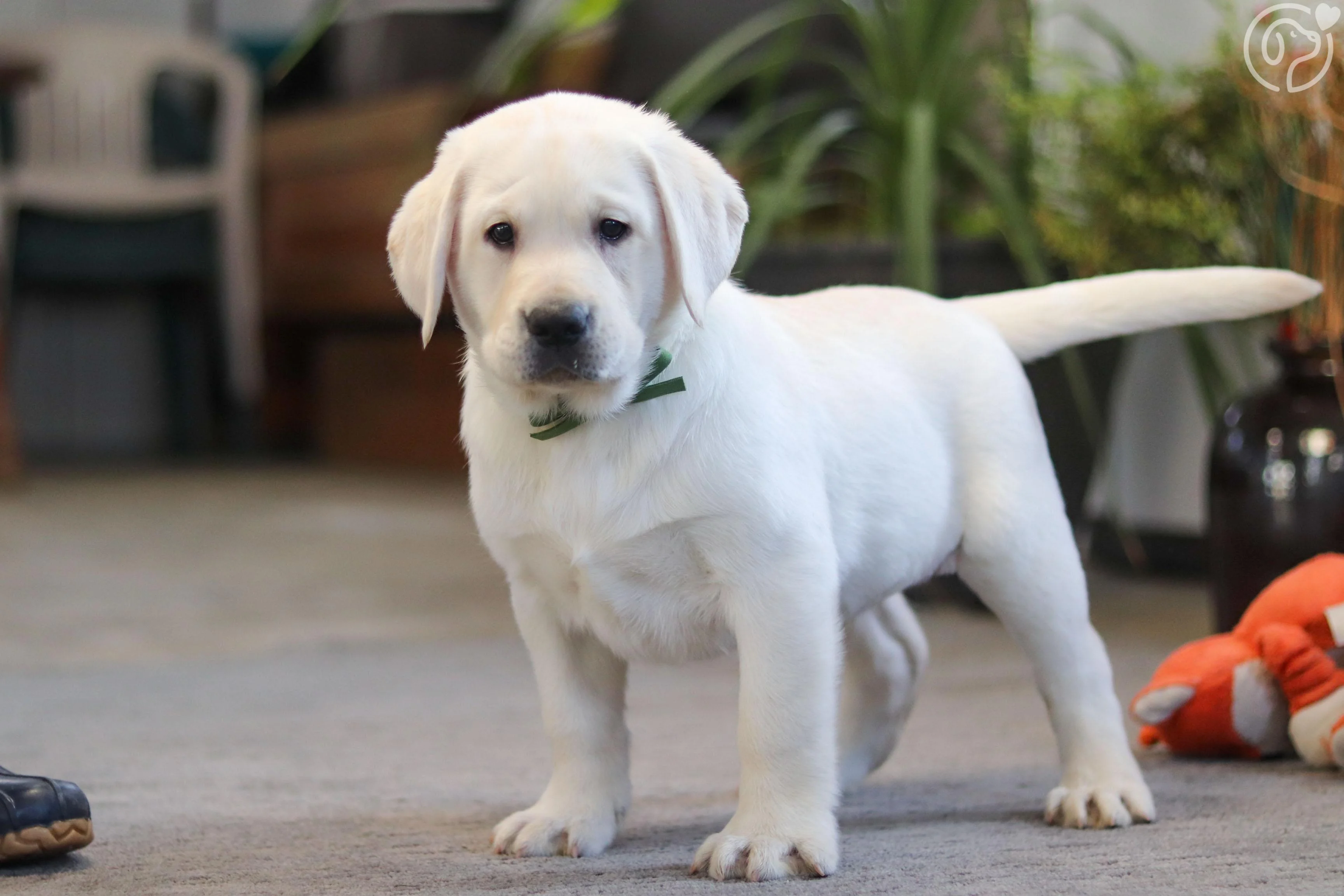 Labrador Retriever photo 2