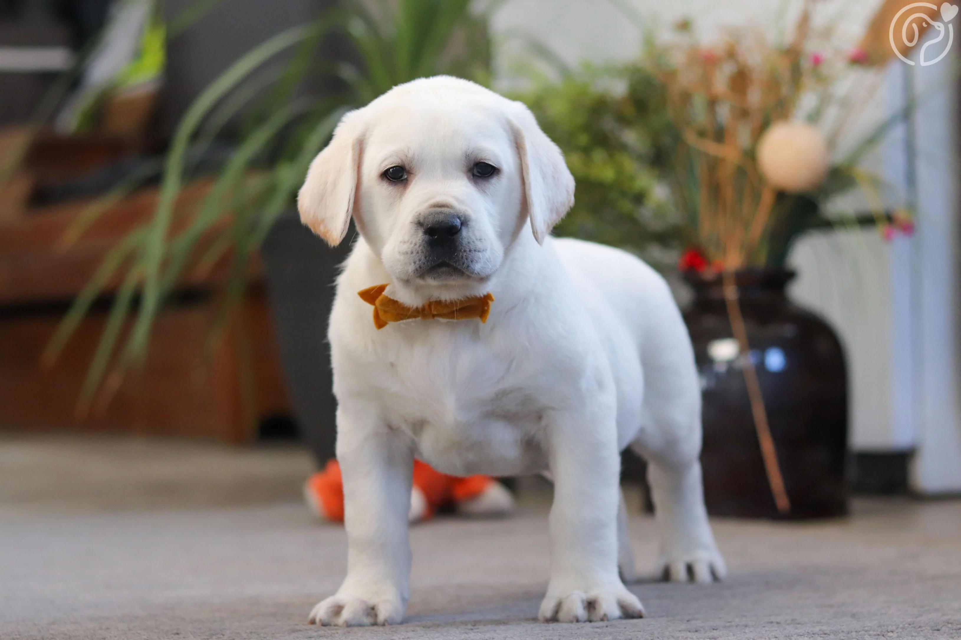 Labrador Retriever photo 3