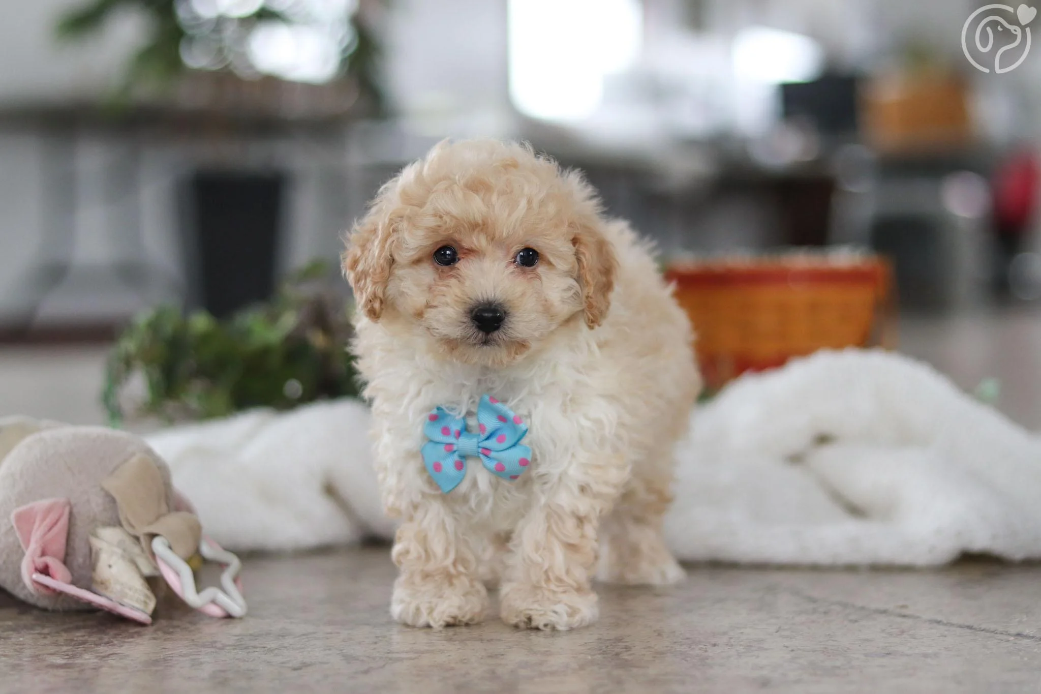 Maltipoo photo 3