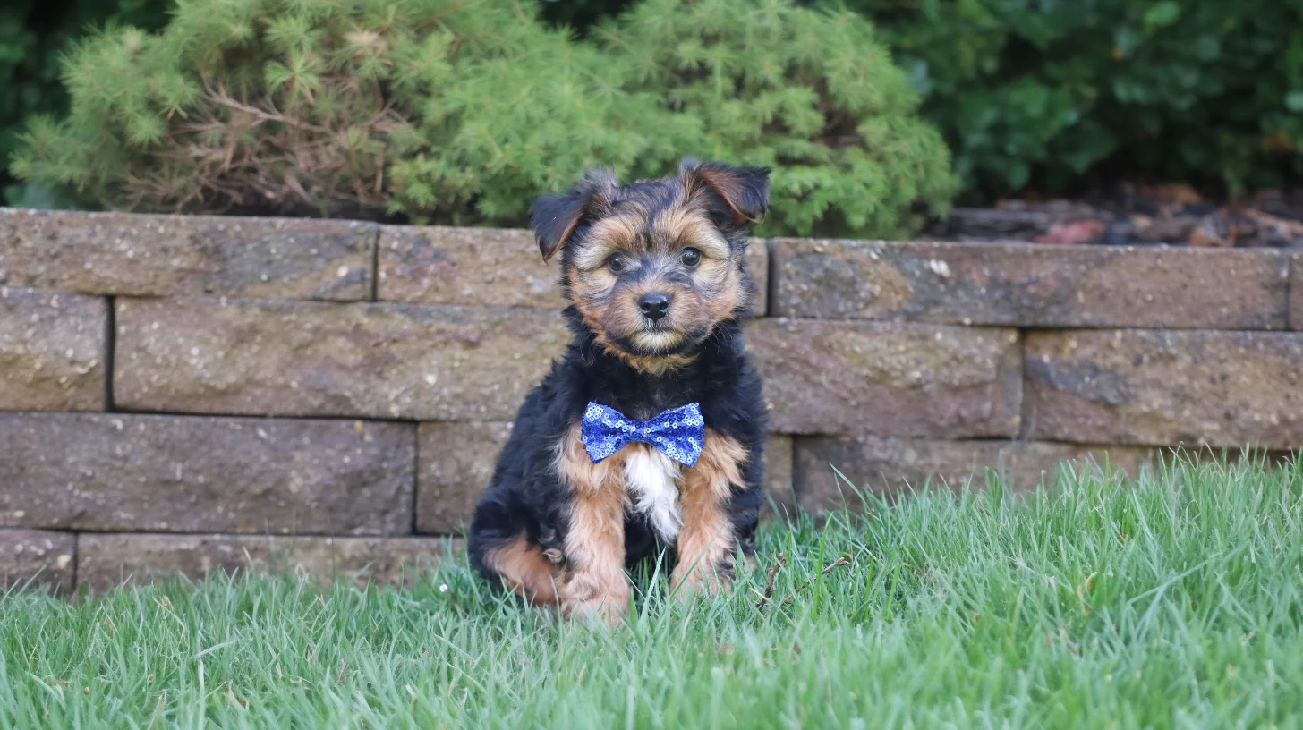 Morkie breed photo