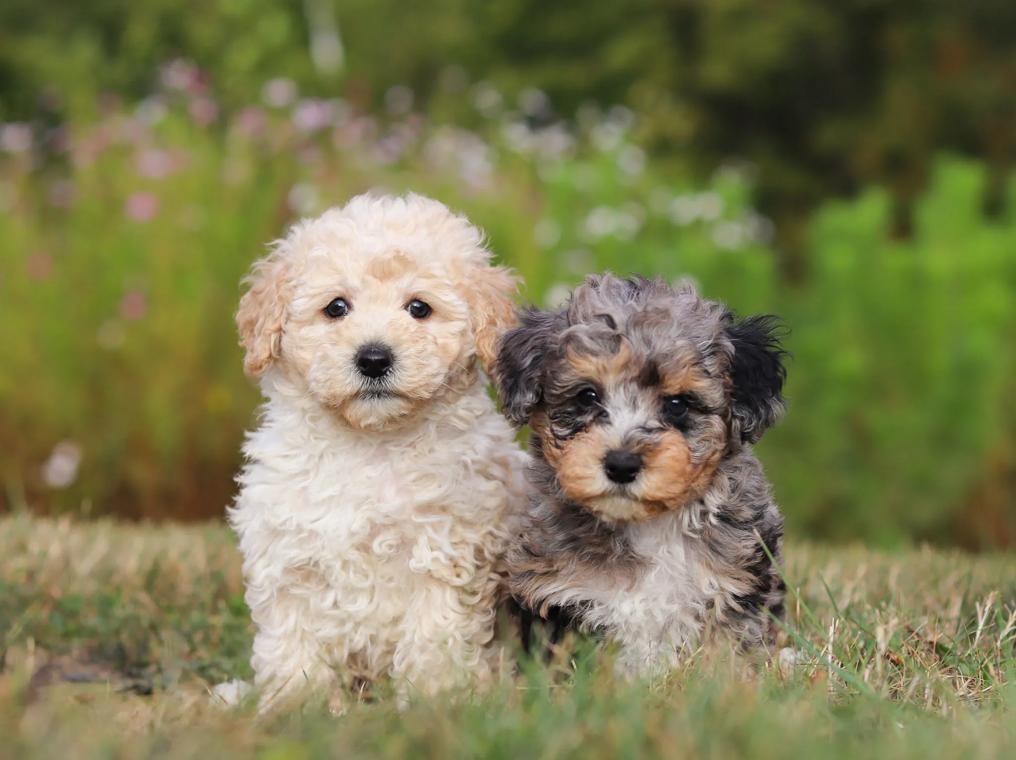 Poodle