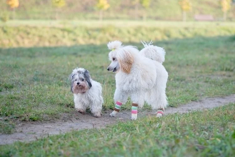 Toy Poodles vs. Yorkshire Terriers: Which Dog Is the Perfect Fit for You?