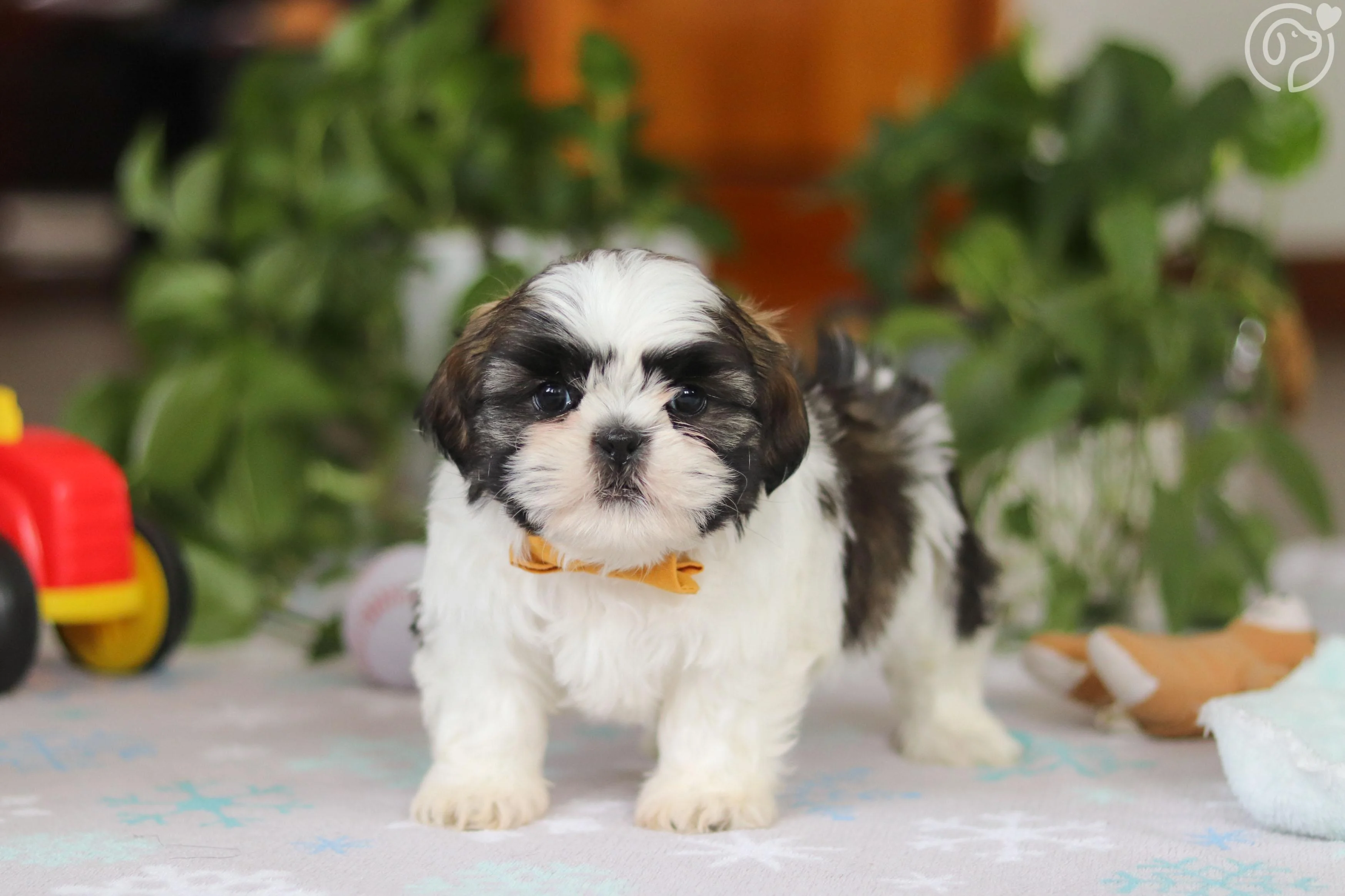 Shih Tzu photo 1
