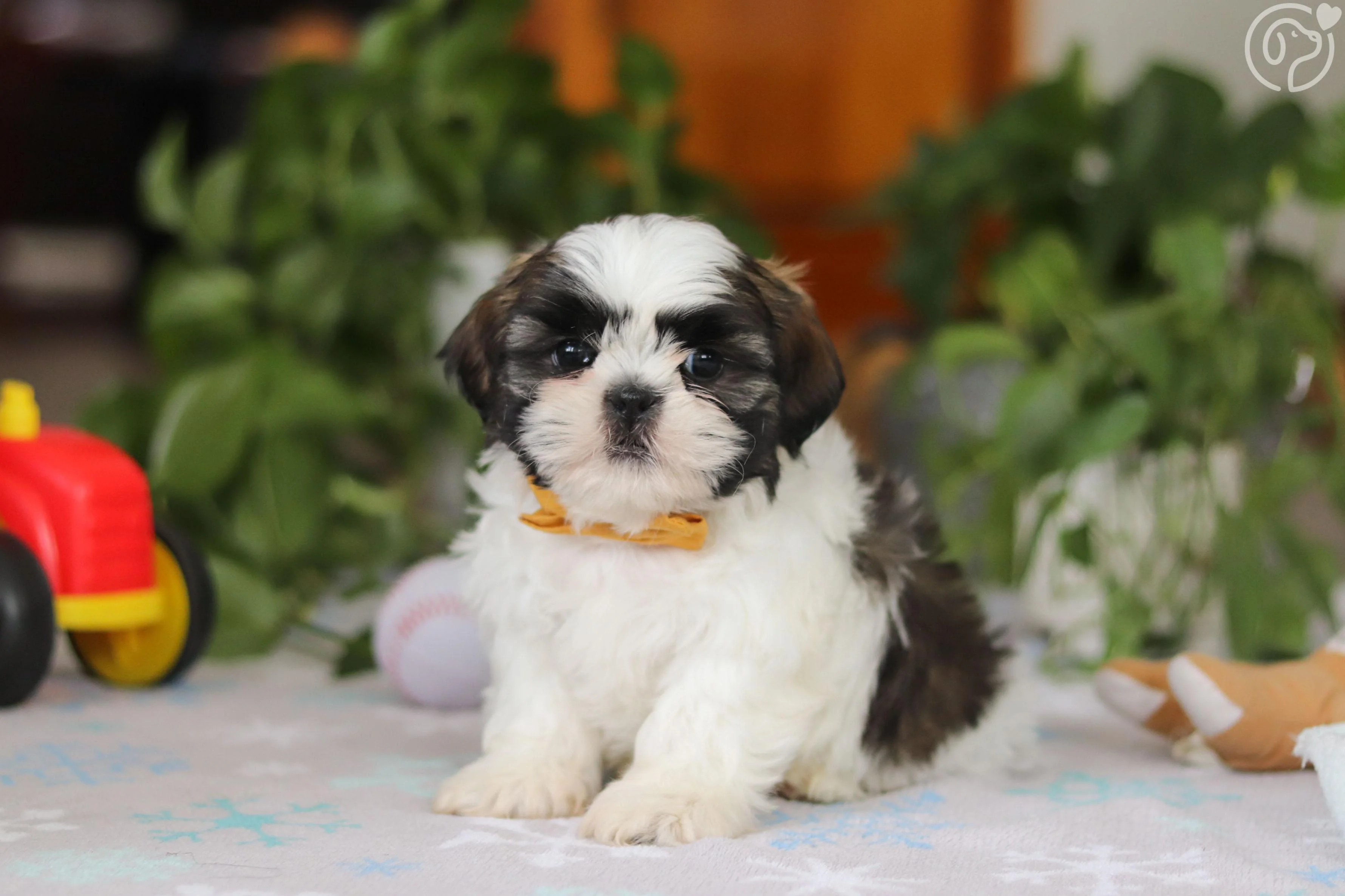 Shih Tzu photo 2