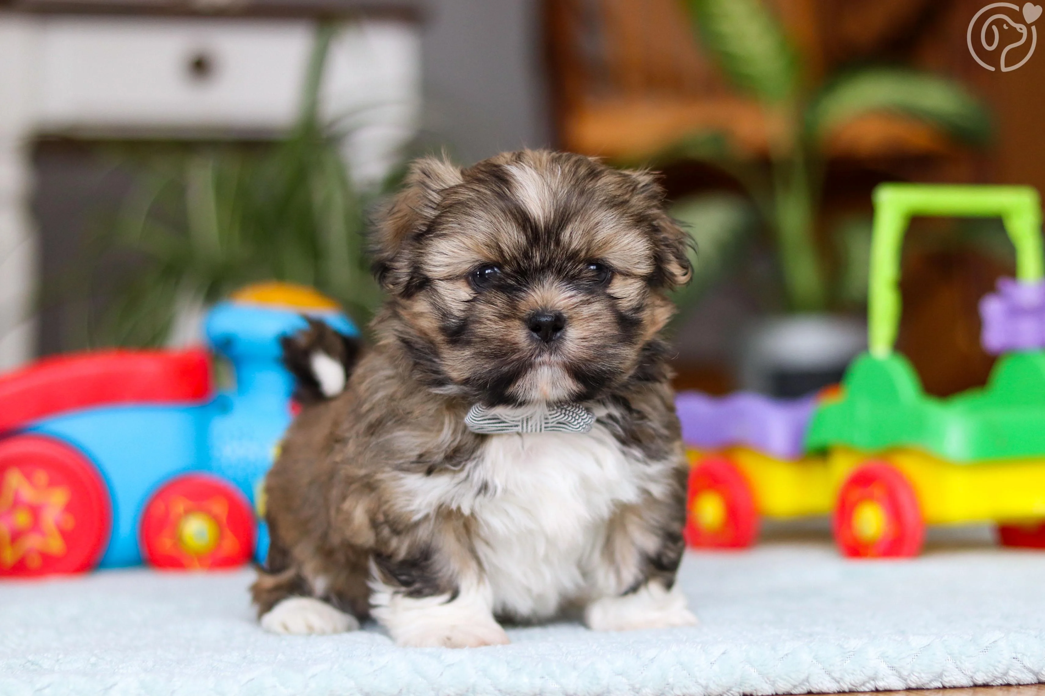 Shih Tzu photo 3