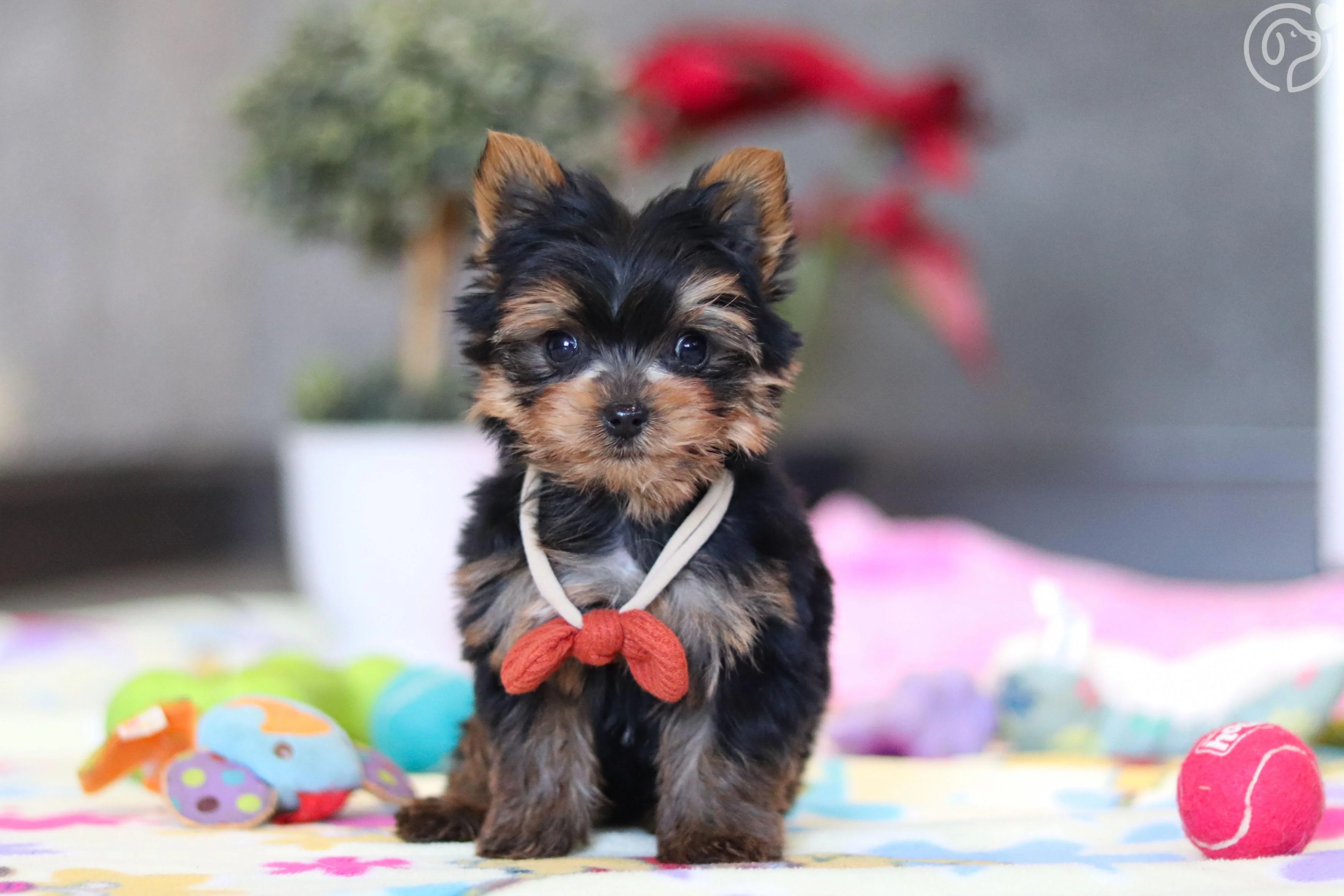 Yorkshire Terrier photo 1