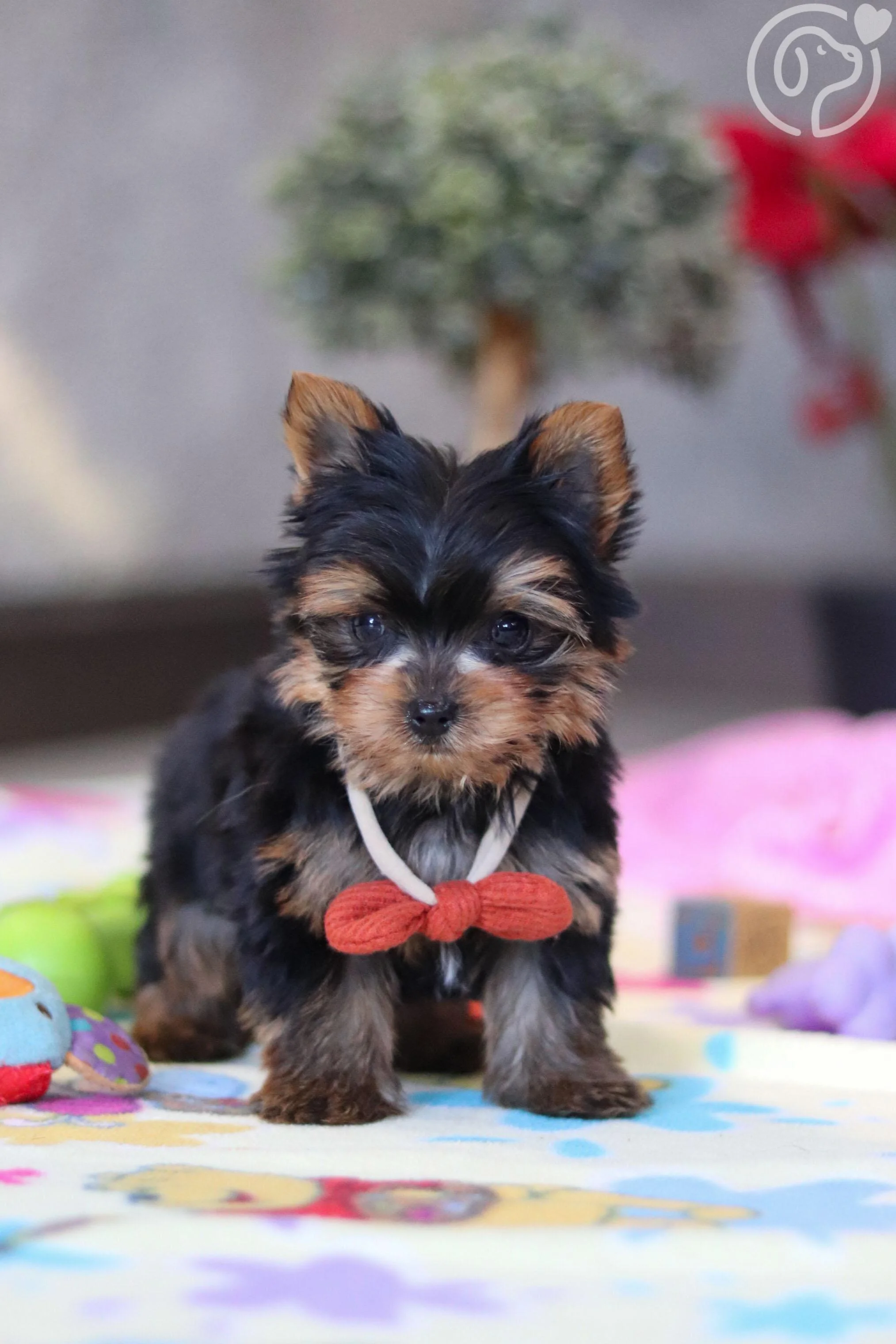 Yorkshire Terrier photo 2