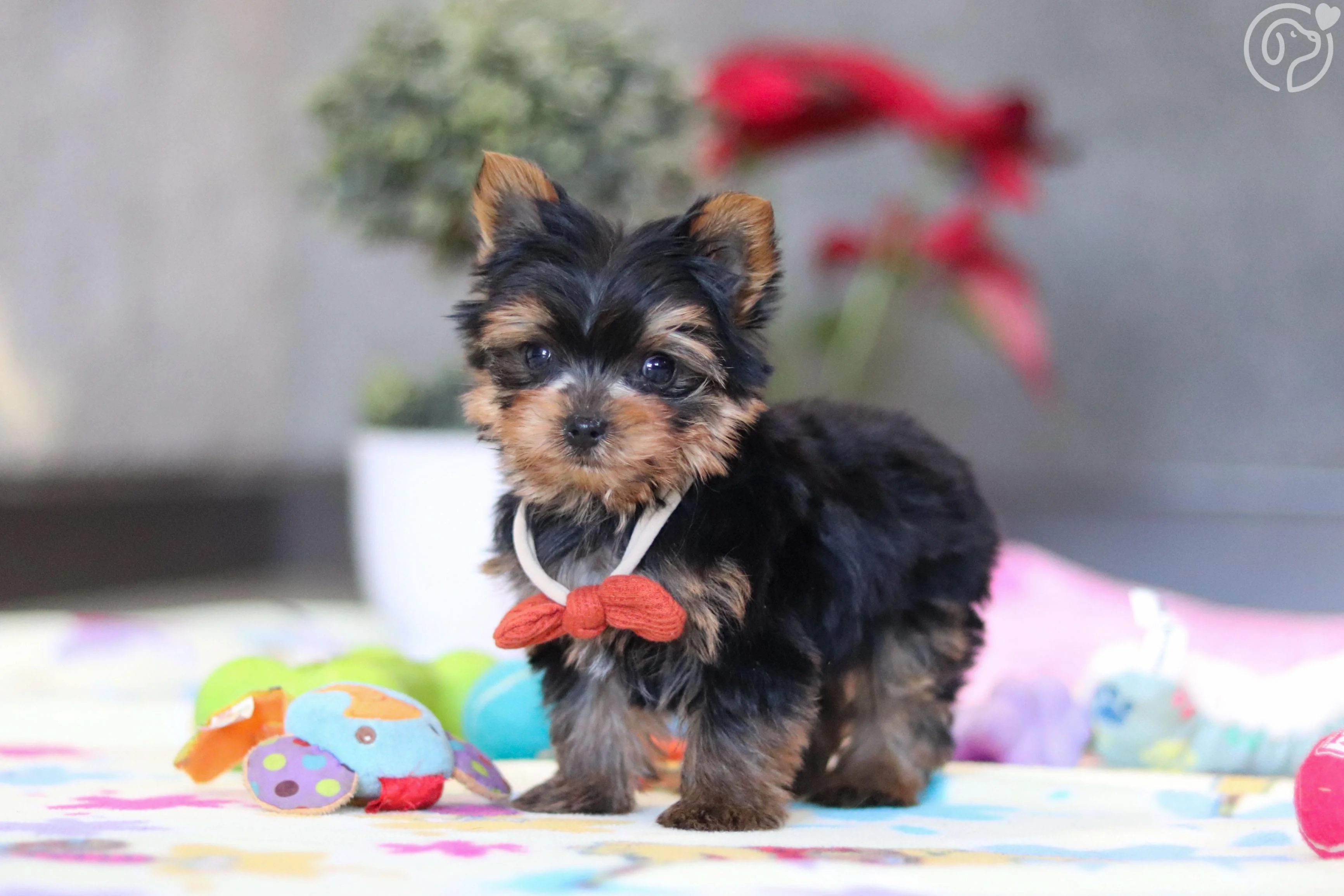 Yorkshire Terrier photo 3